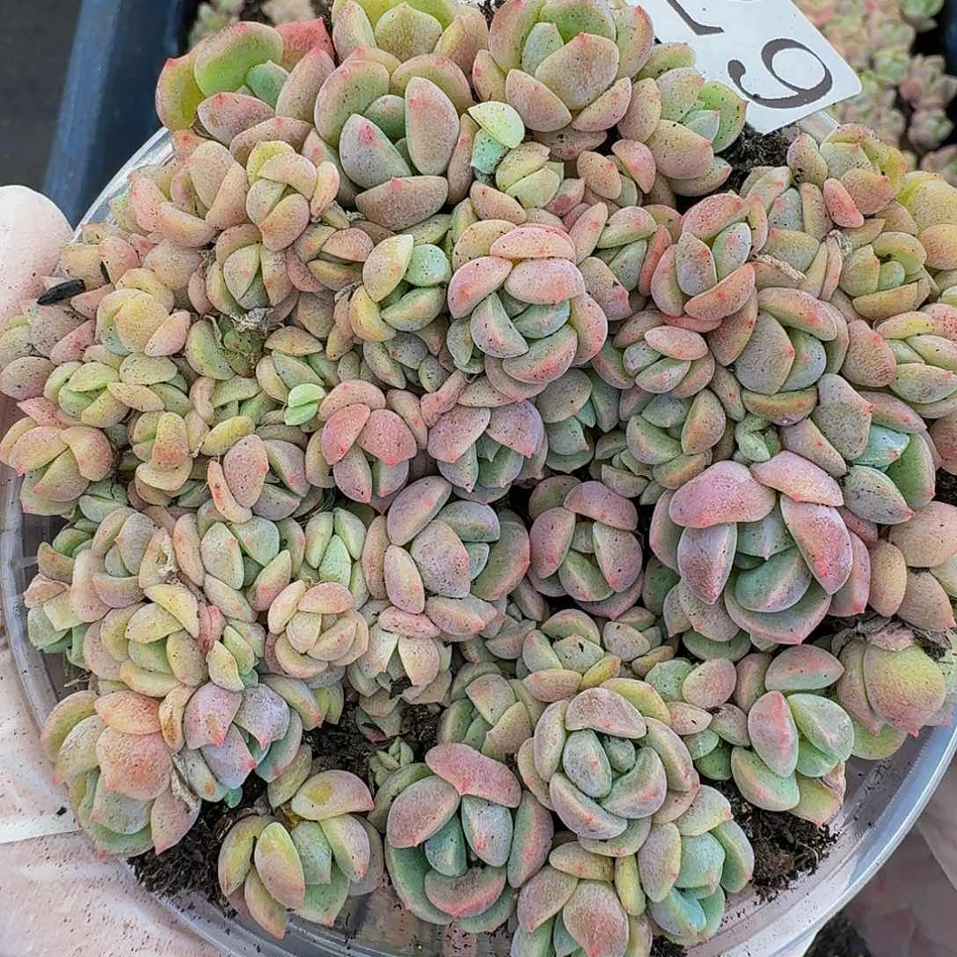 多肉植物多肉植物679