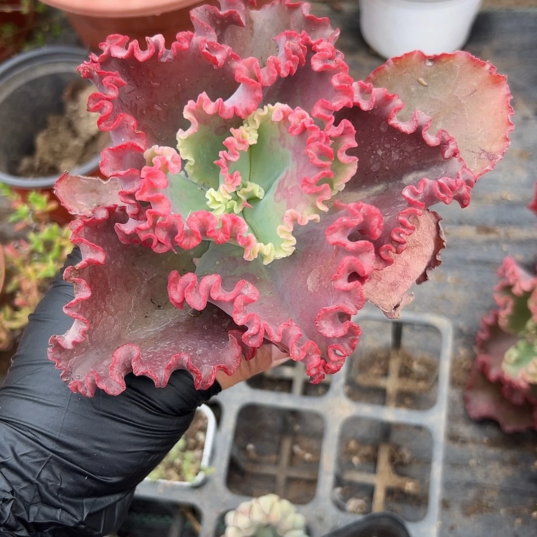 多肉植物多肉植物