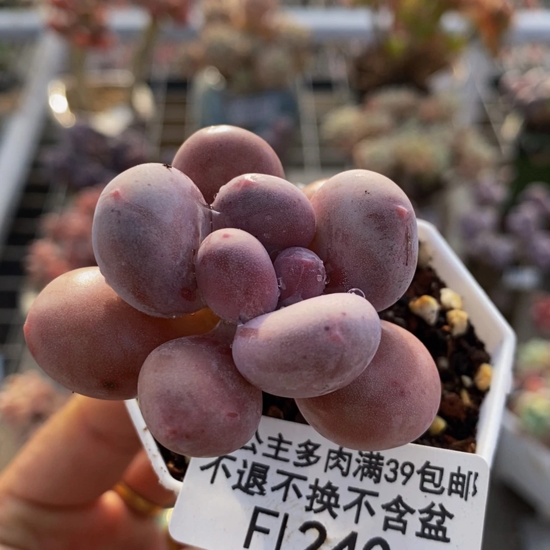 丸叶蛋黄奶240/3c m