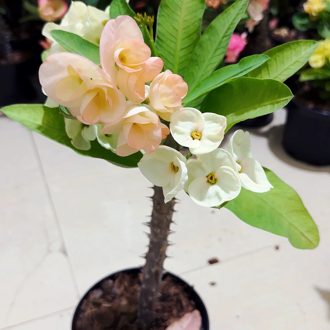 完全开放月神露娜直播间一物一拍