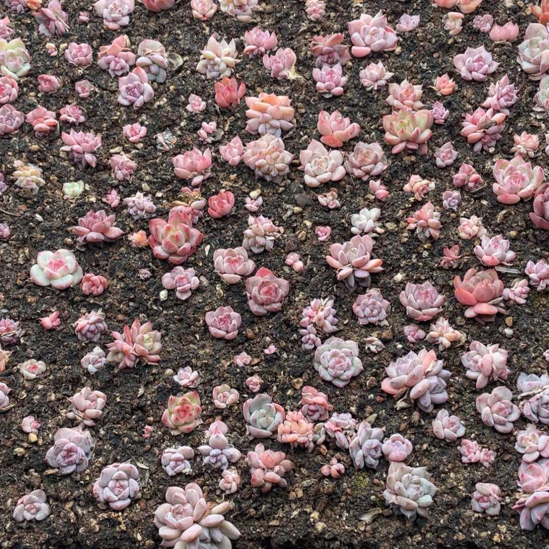 云糖心多肉植物178