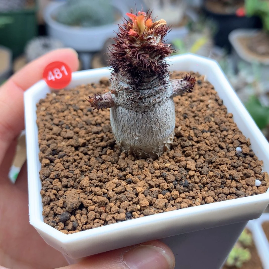 481号带盆多肉象鼻