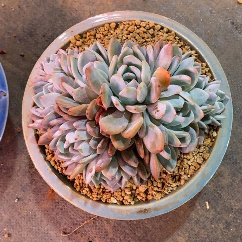 【闪购商品】}****211111