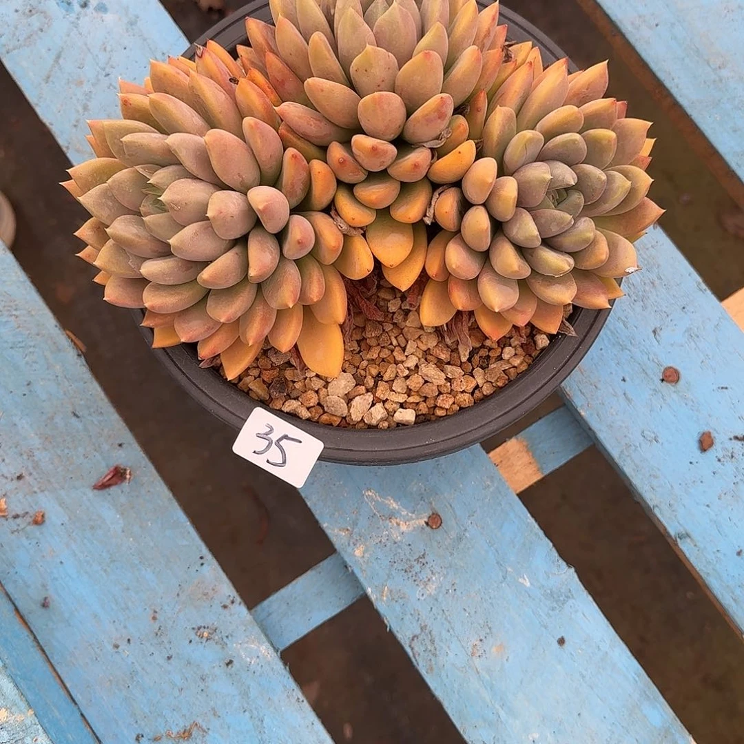 只**见35 号象牙多肉植物 00000