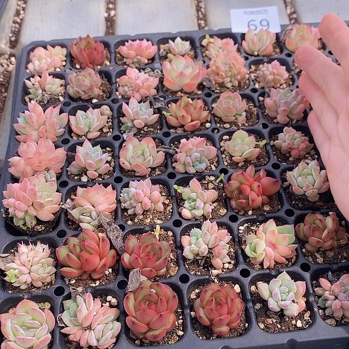 69 多肉植物盆栽花卉