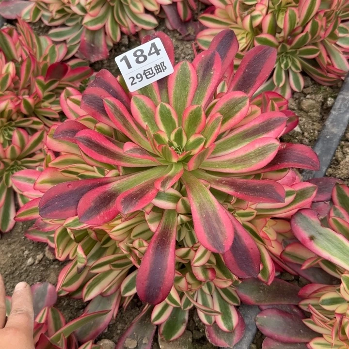 美杜……多肉植物……