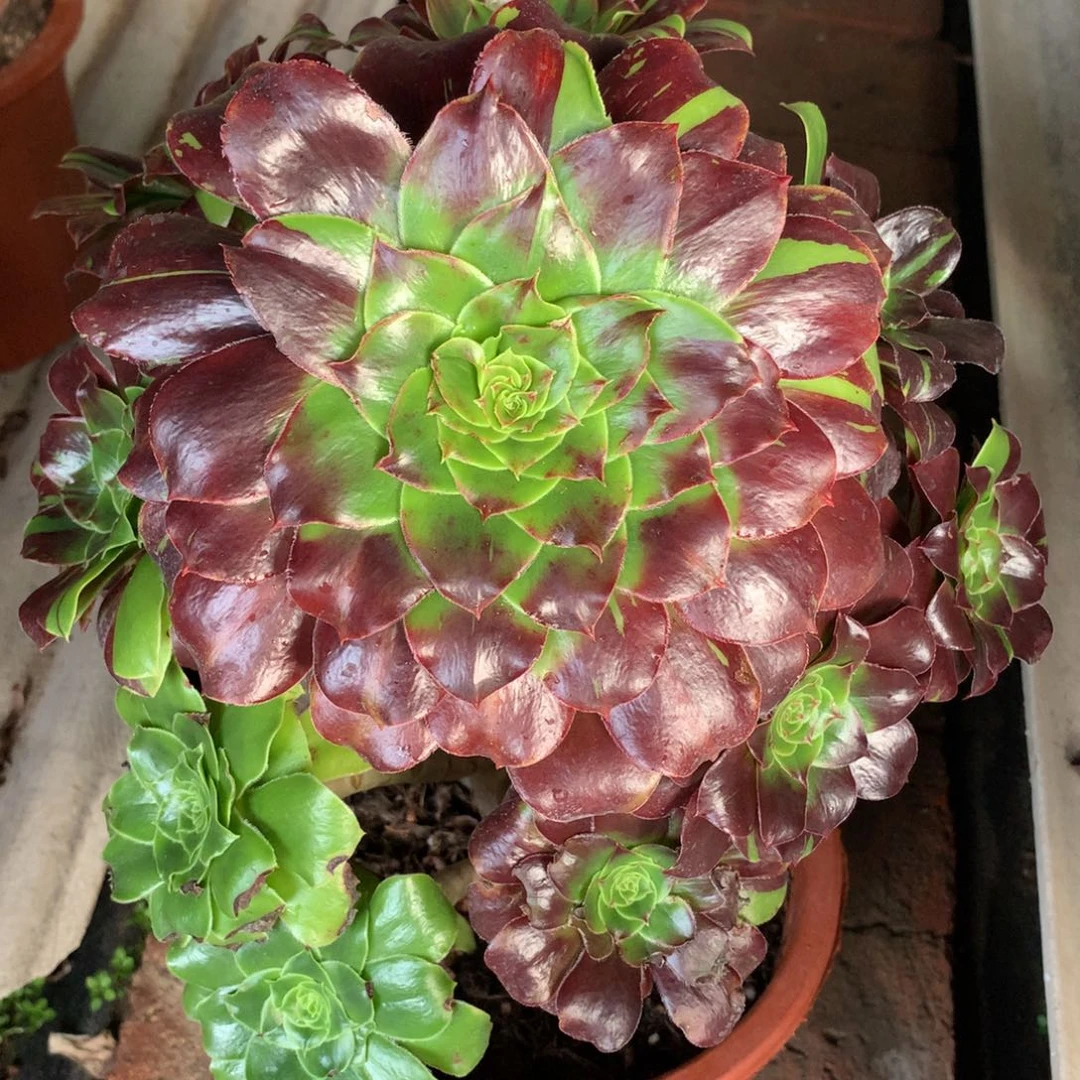 福利花斑鹿，多肉植物