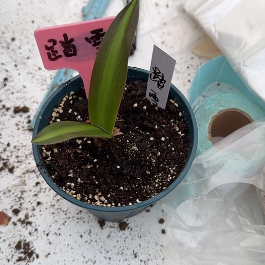 小***心踏雪2厘米 带盆发货 开花包对版