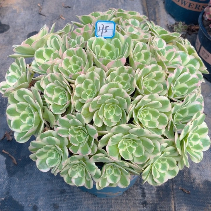 无花朵175白凤多肉法师