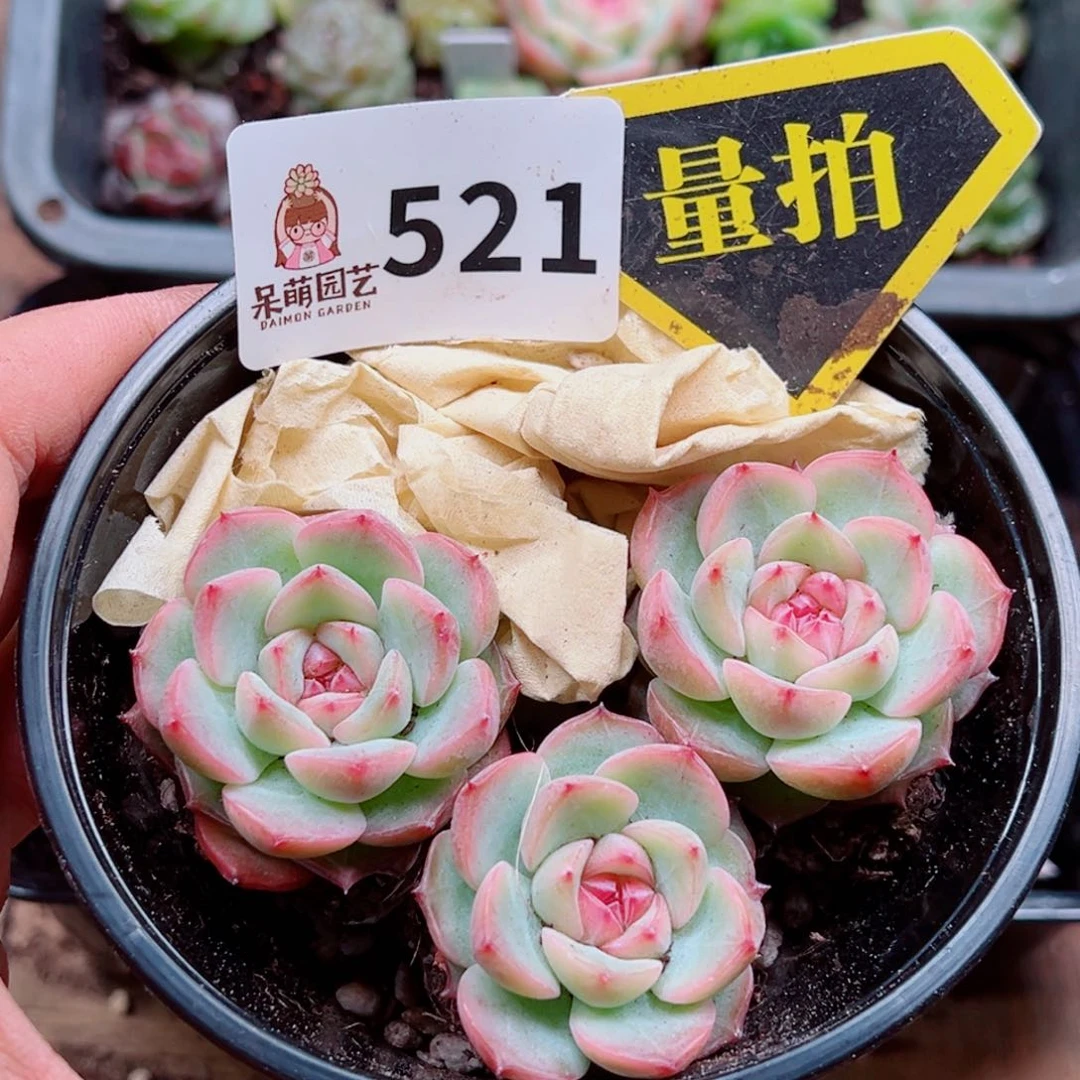 当前无花朵，栽培后可花朵