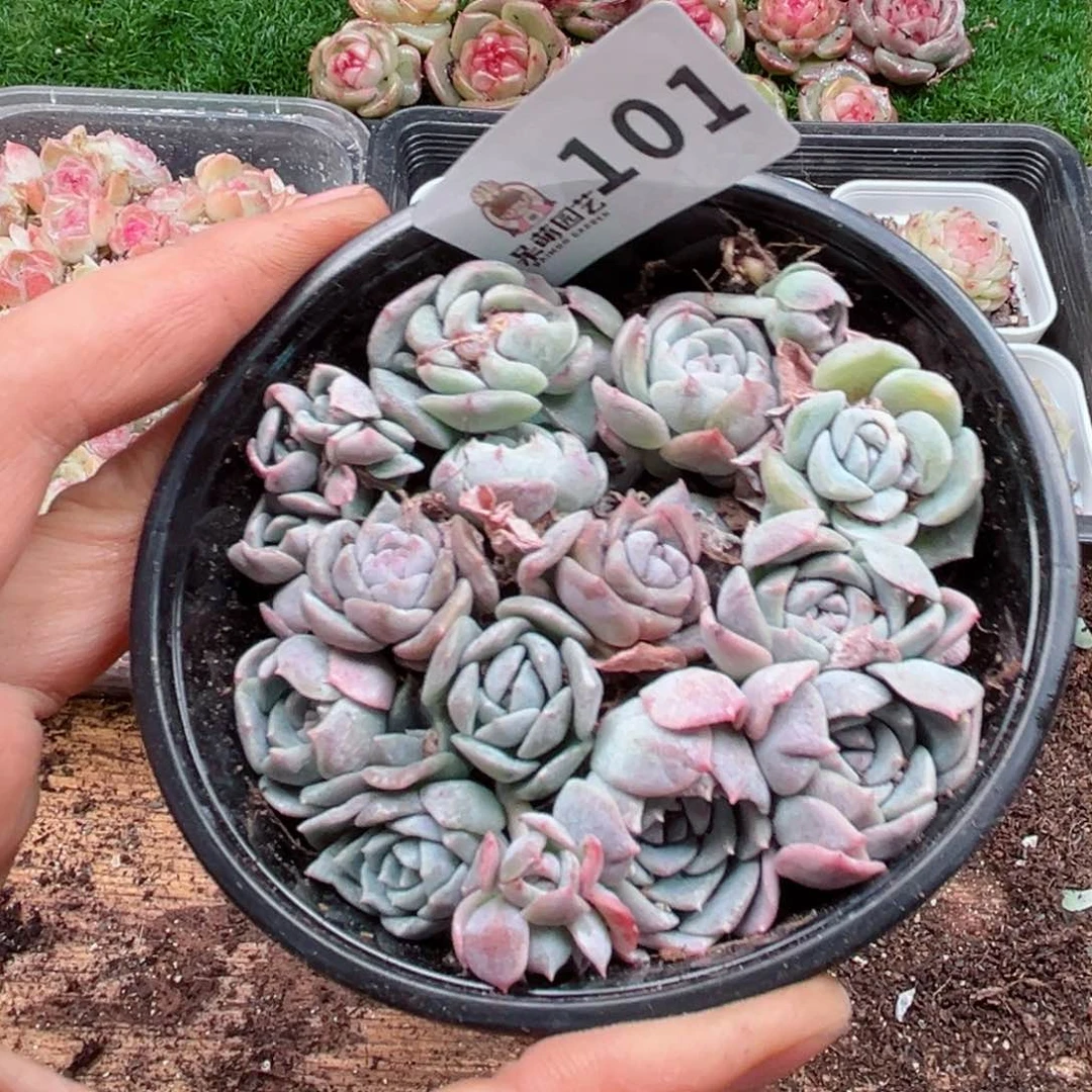 多肉植物多肉植物
