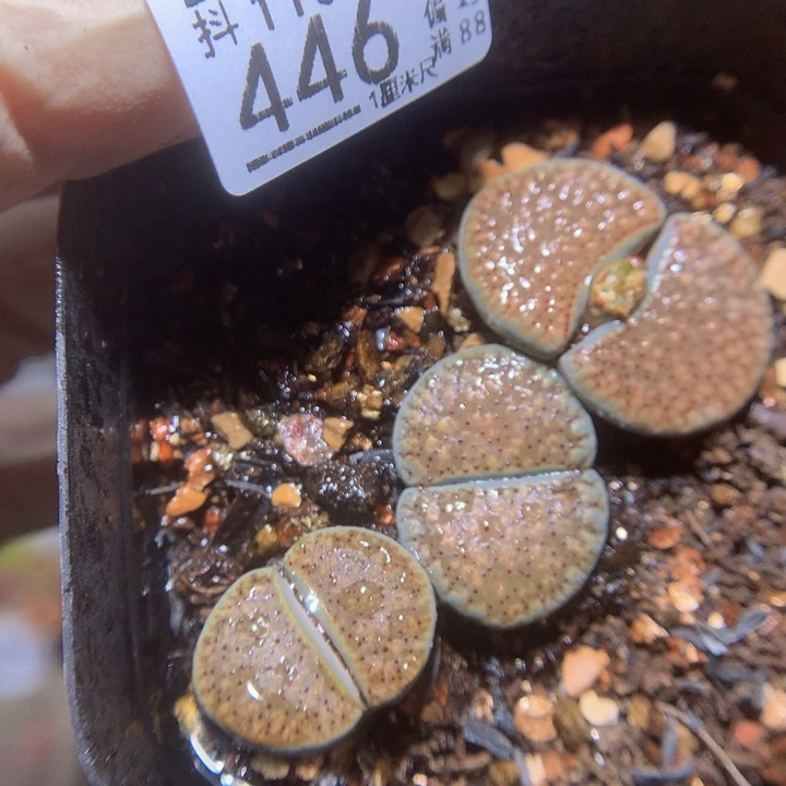 精品生石花116.446