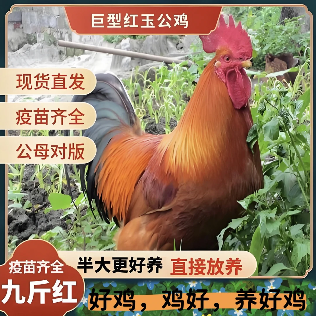 2月龄大红公鸡14只装长尾鸡红玉鸡苗宠物鸡红公鸡 发货（7-8两）