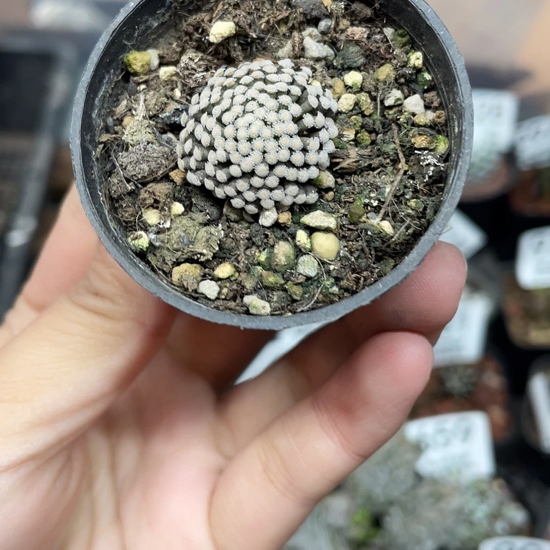 258松针牡丹（满18元包邮）