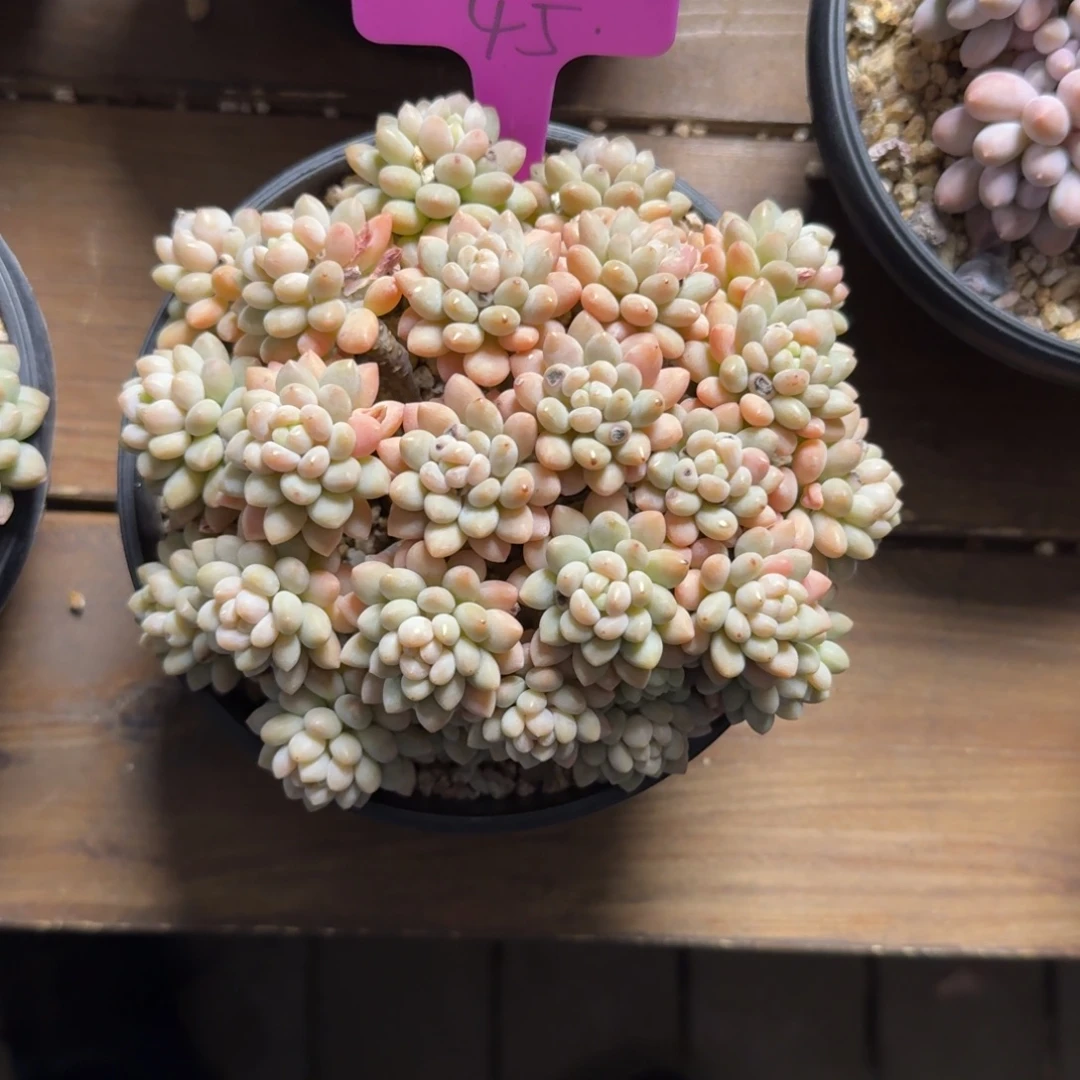 L***x111111111111111111111