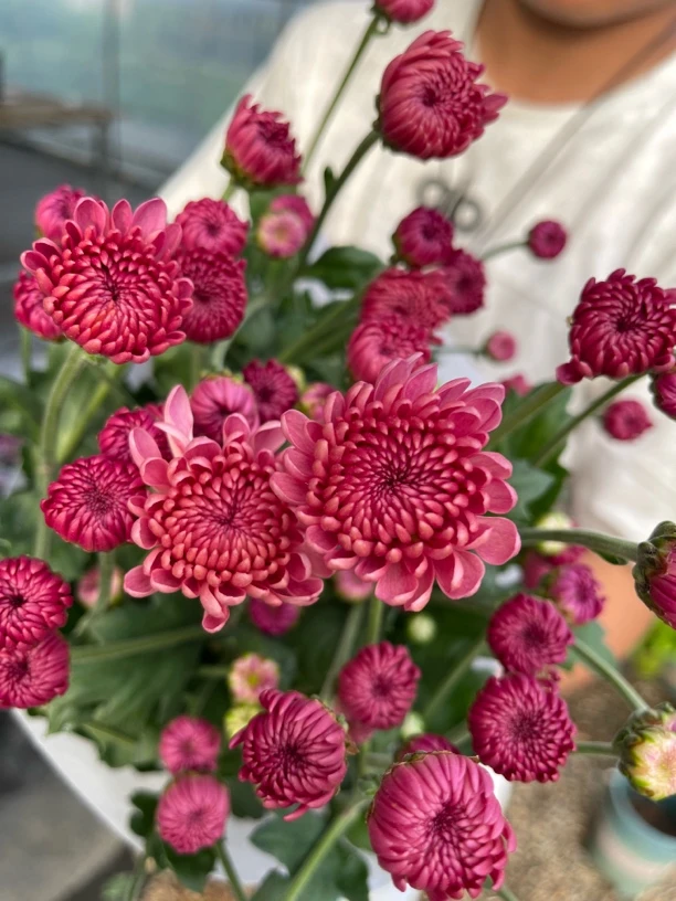 《紫牡丹宝莲灯》紫粉宝莲灯切花小雏菊盆栽耐热耐寒