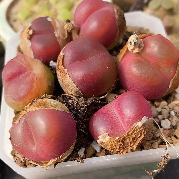 母本红宝石一颗一颗