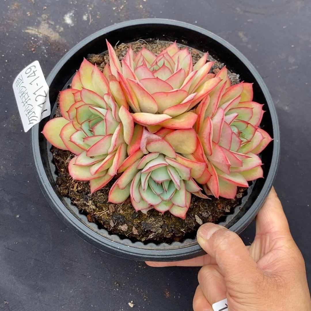 两单包邮1121-149牡丹亭