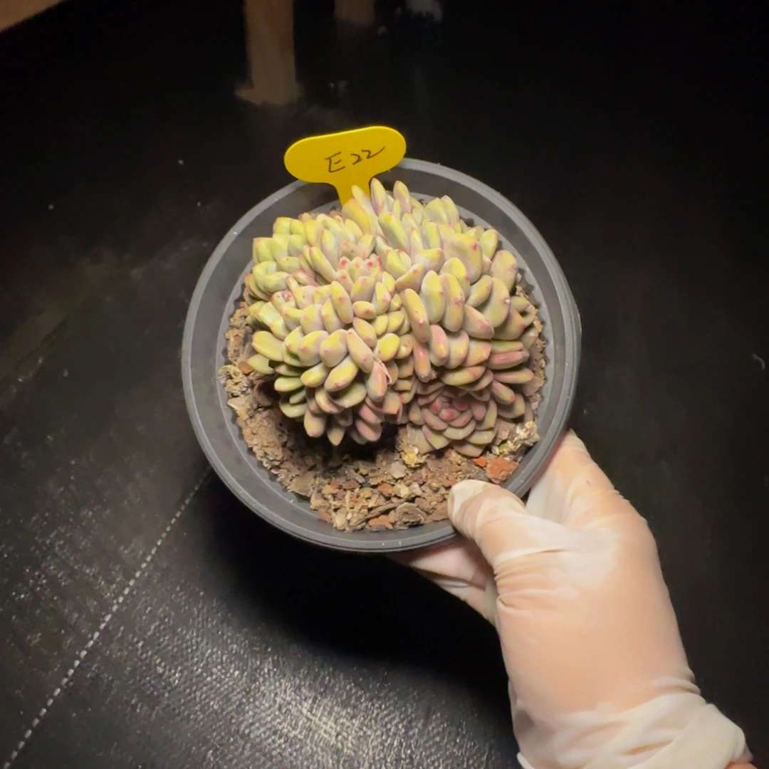 e e e e e e e e e e 22