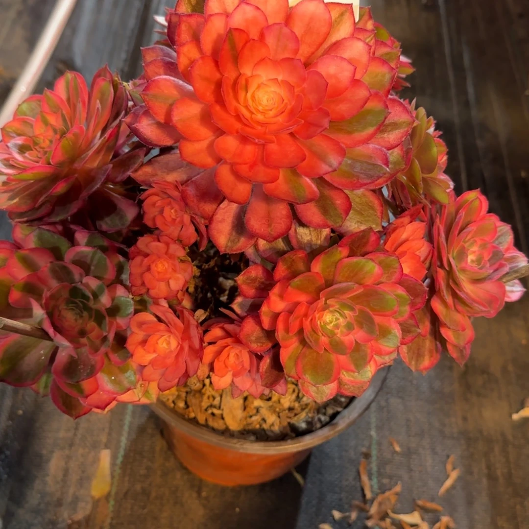 花***子6348多肉黑魔锦多肉多肉