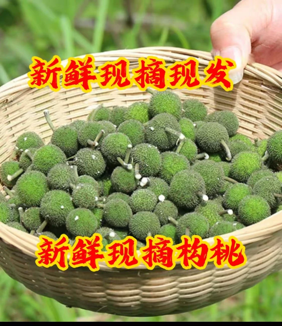 云南新鲜现摘构桃楮实子构树果鲜品构树原生态果2025新鲜现摘发货
