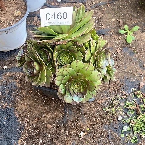 460万拉丝多肉处理无售后