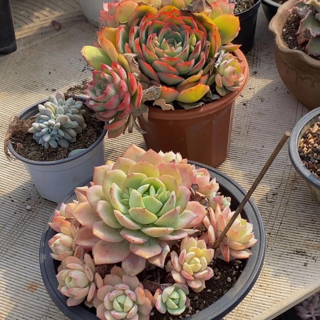 ～***～48包邮一物一拍多肉植物