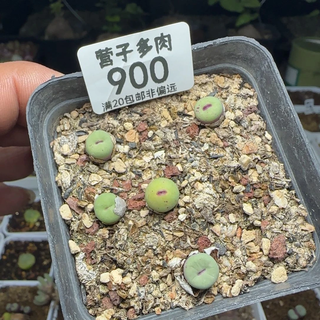 1380带盆土福利。