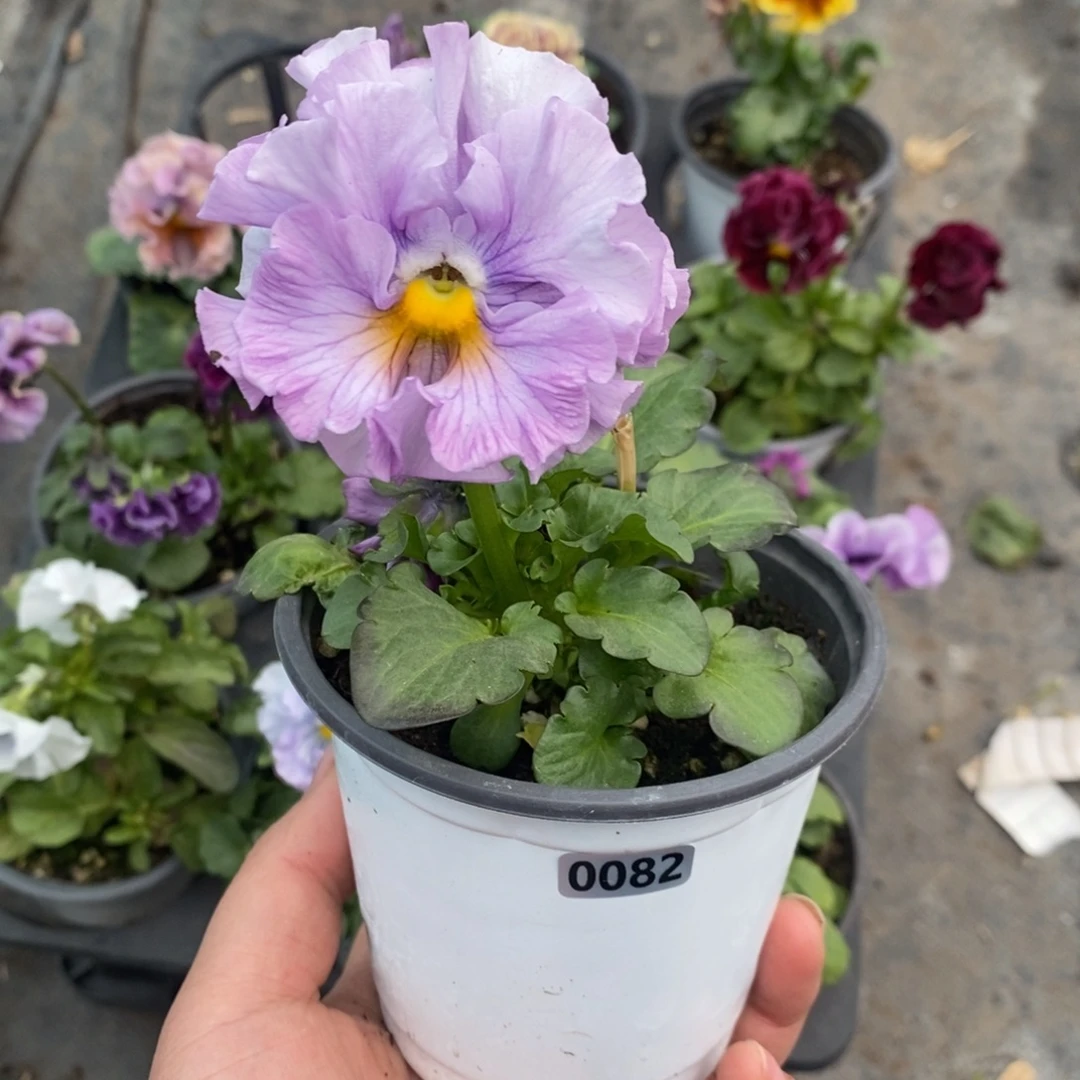 完全开放0082号不售后