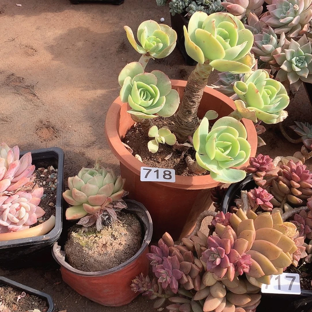 718碧桃 一物一拍多肉