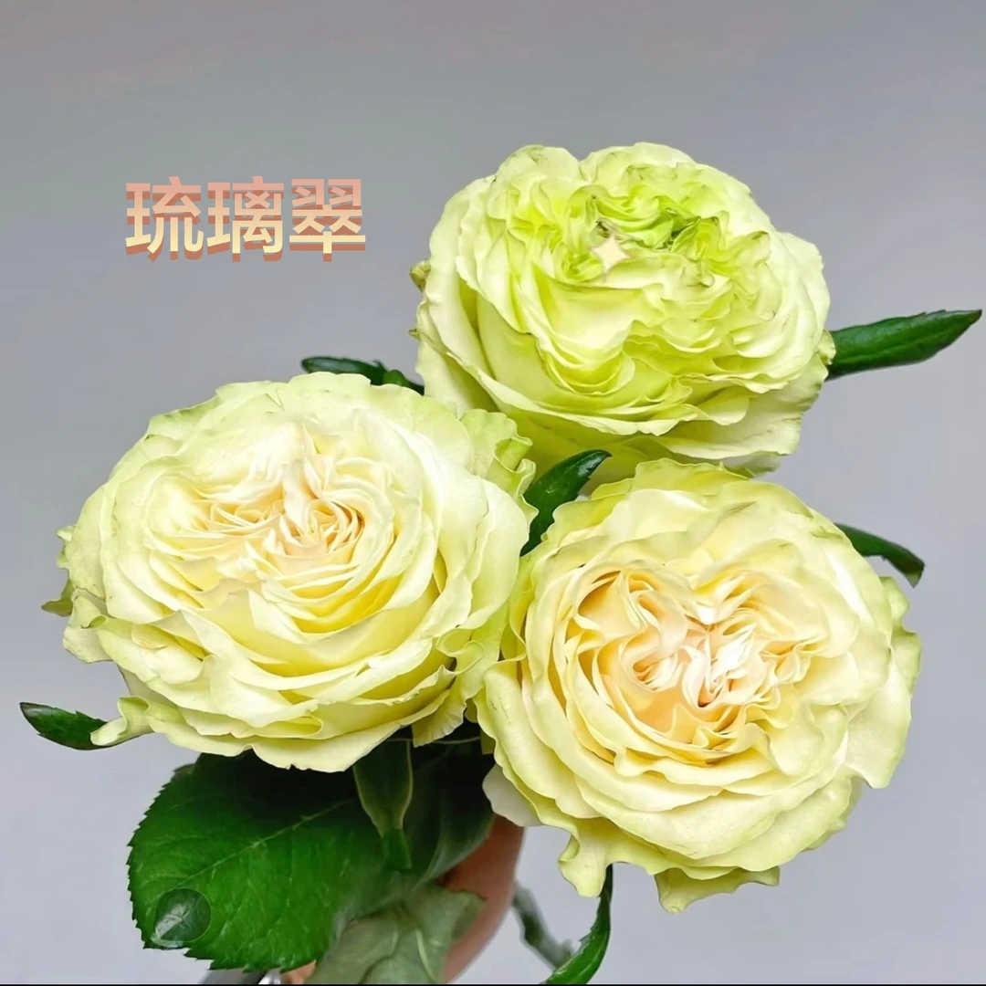 【琉璃翠】独颗扦插月季盆栽