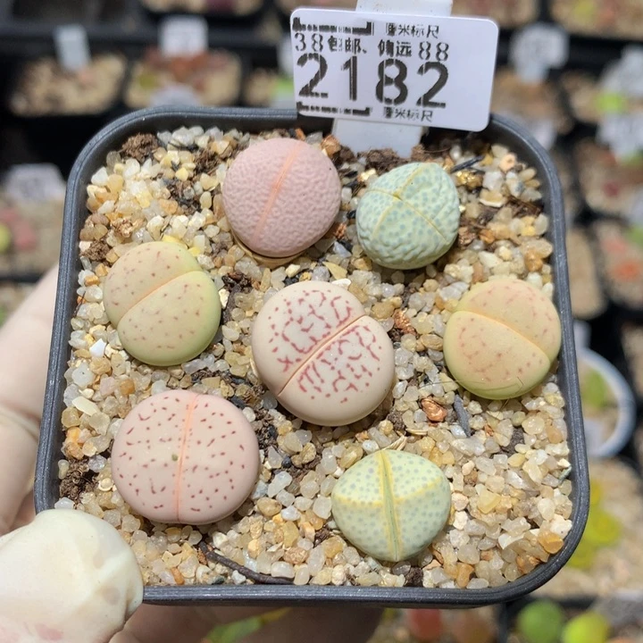 Zzz精品生石花2182