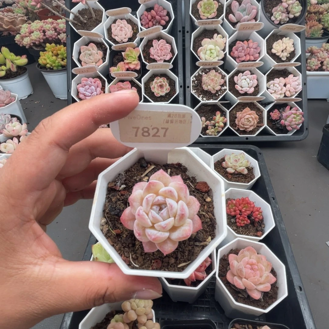 7827醉颜 4.5厘米