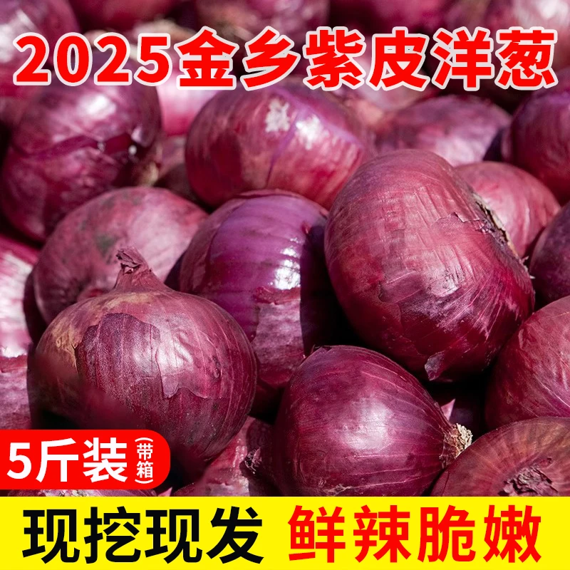 新鲜现挖紫皮红洋葱 扁红洋葱脆甜生吃微甜微辣紫皮洋葱 5斤装