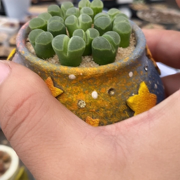 y400风铃一颗。