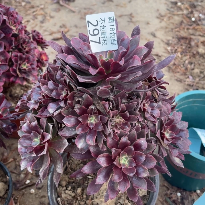 297蒙娜丽莎手捧1号