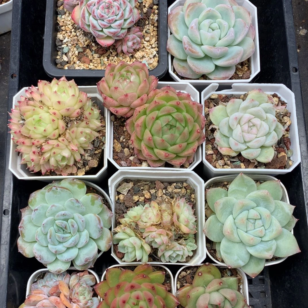 1127-29 套餐一组