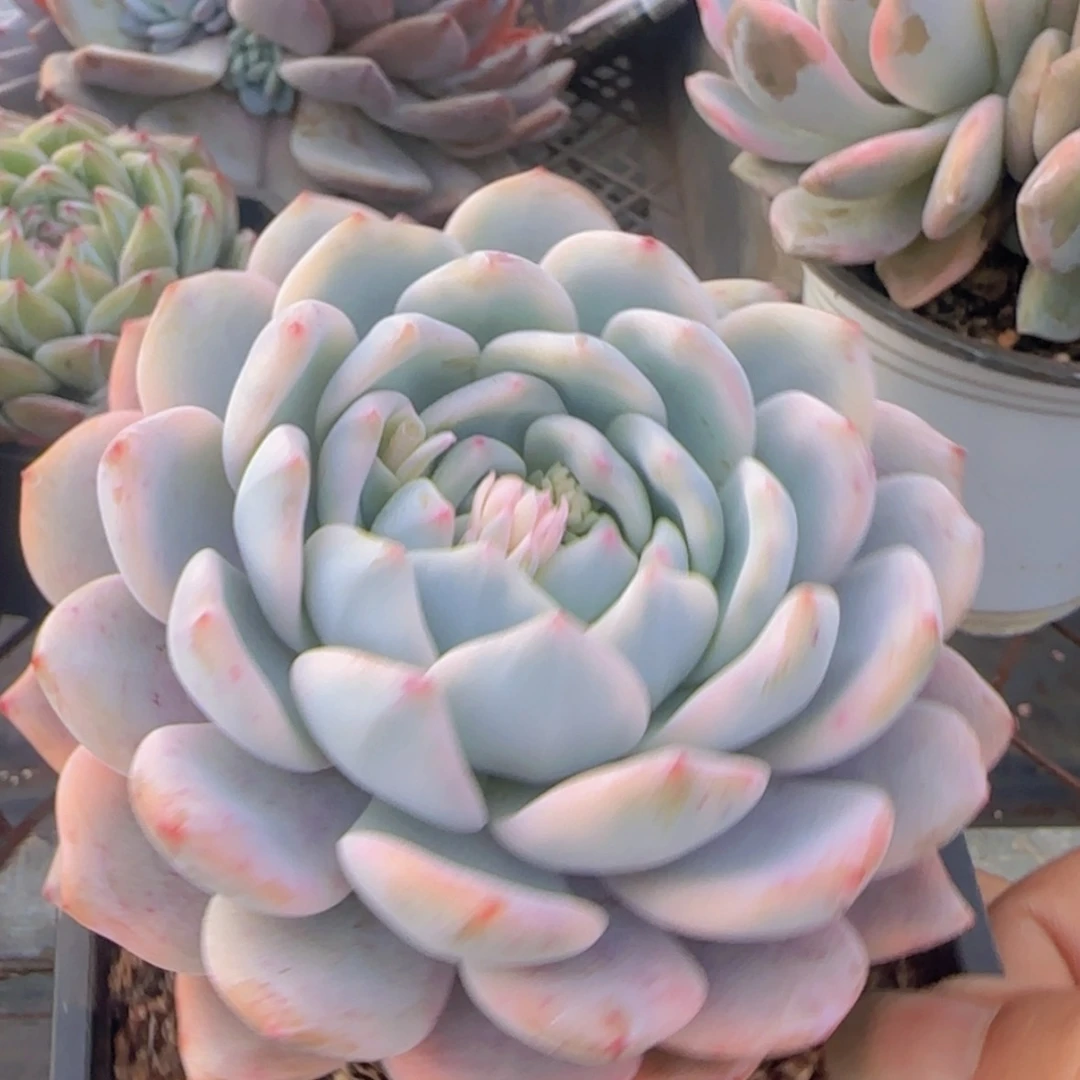 【闪购商品】橙梦露锦9.9