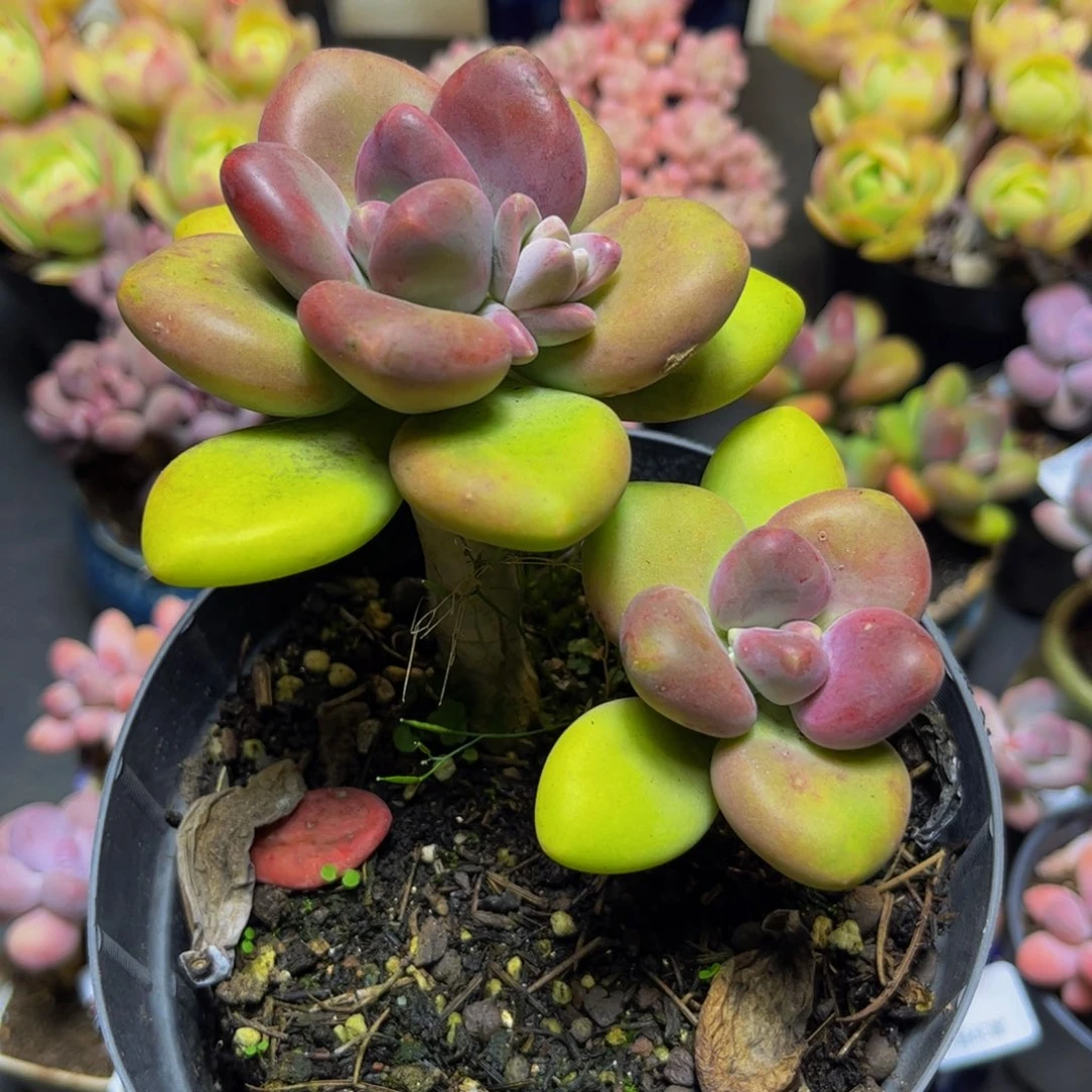 316金色芒果奶12厘米多肉