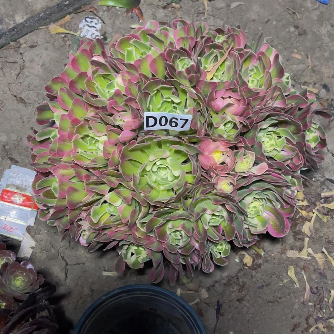 白凤法师13—39包邮