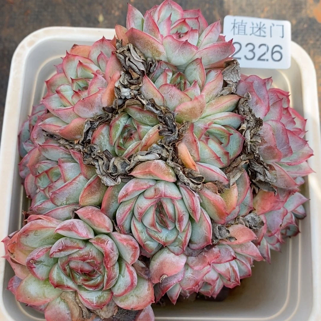 有***望杂交精品多肉2326~13厘米