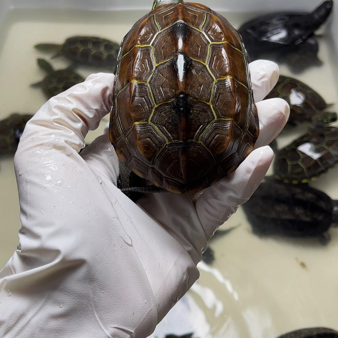 中华草龟母1238999