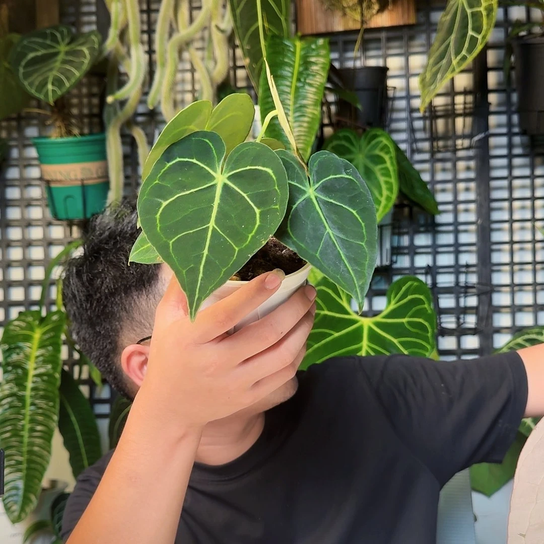 ****便无花朵一物一拍W156
