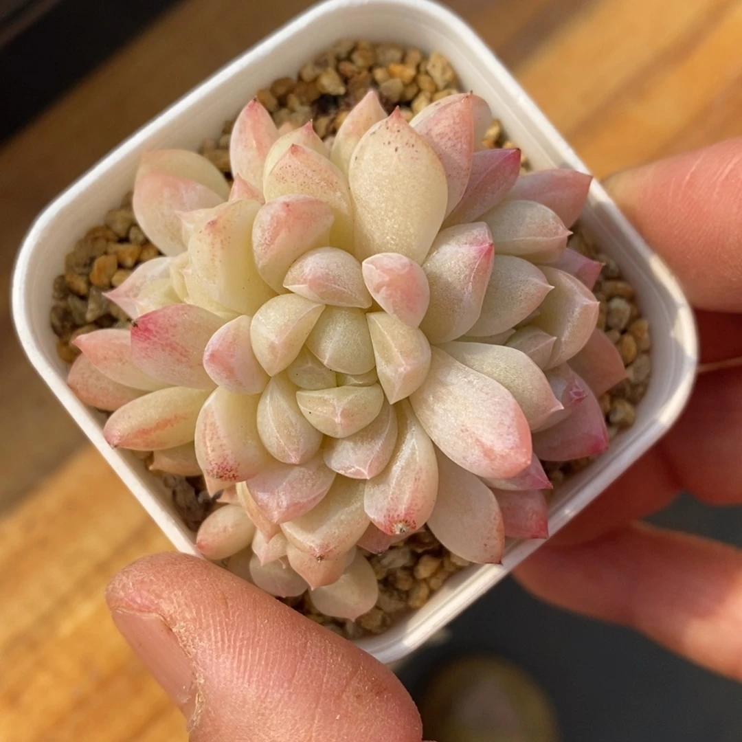 精品多肉一物一拍不包整8