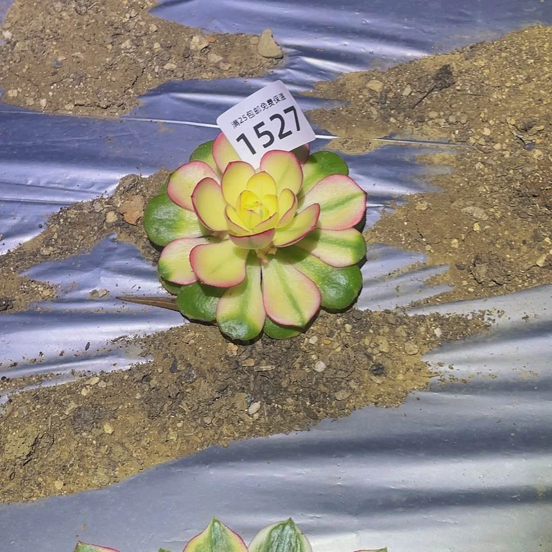 桃*蹊1527荔枝多肉植物