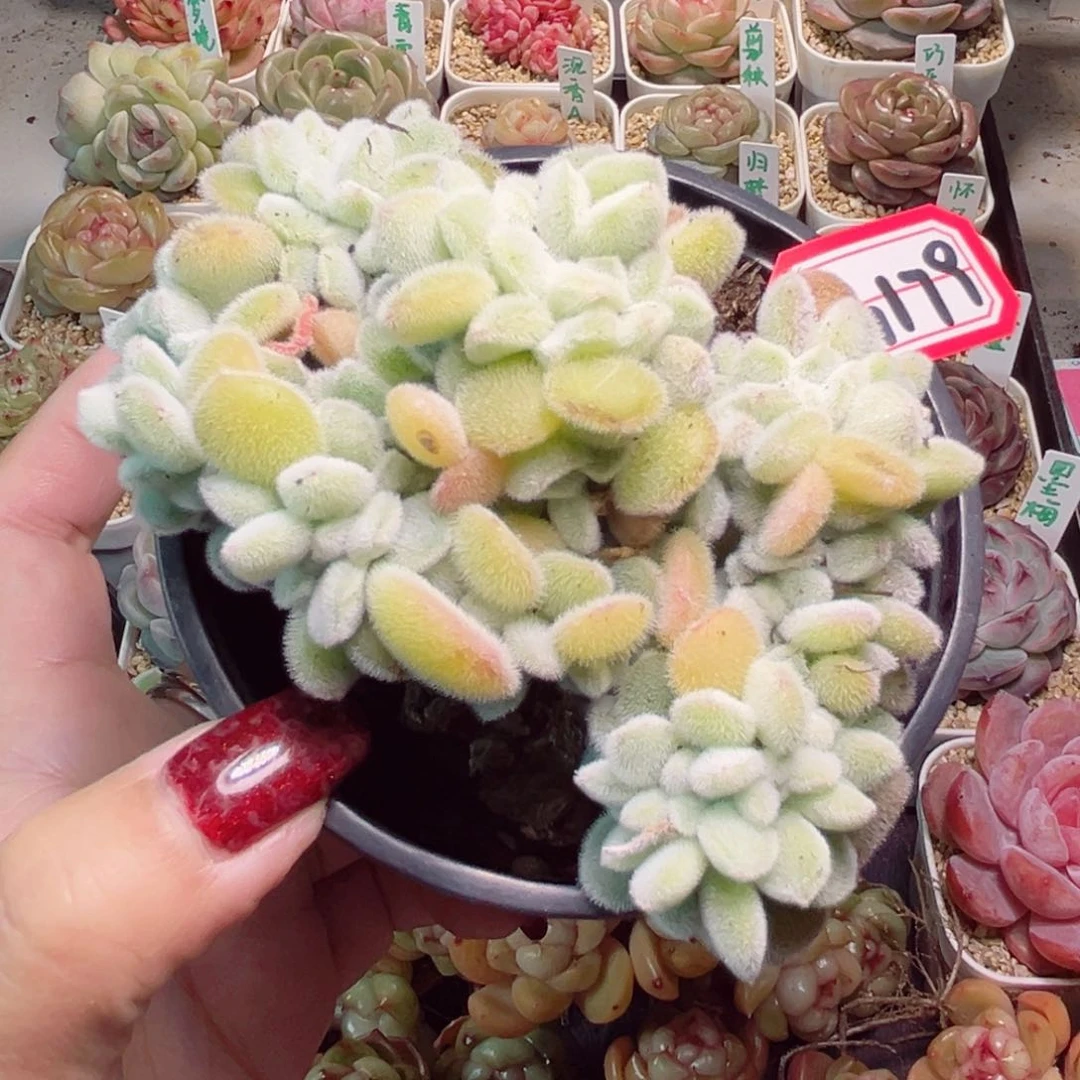 小*.G179一物一拍 雪晃星缀