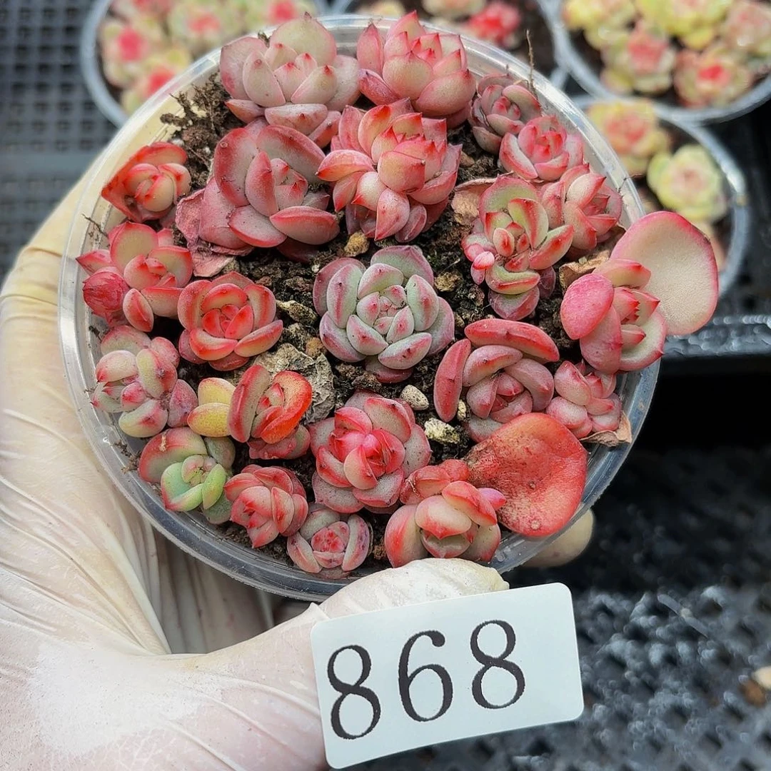 多肉植物多肉植物868