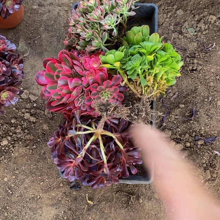 4颗不同品种法师19.8包邮