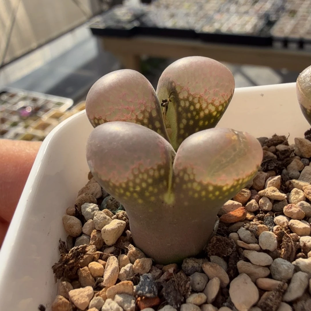 11-15-c5 日本粉c实生后代双头