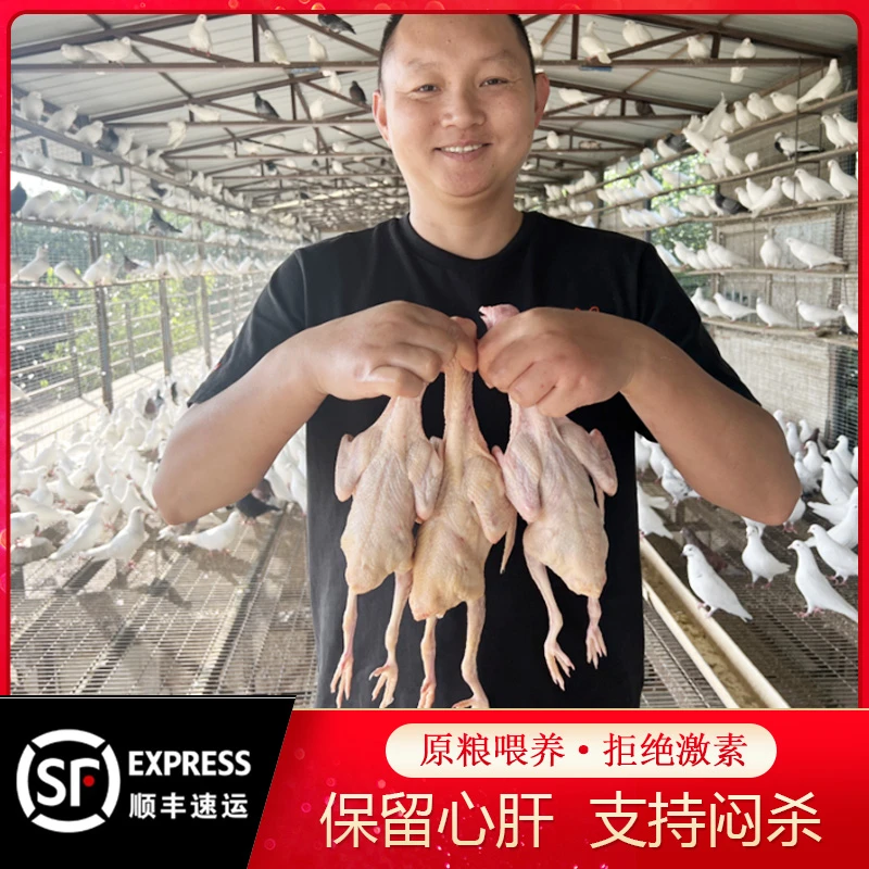 正宗土鸽子农家散养五谷杂粮乳鸽真空包装新鲜现杀3年老鸽子肉